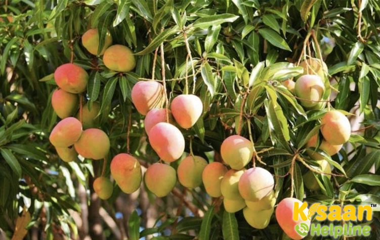 Baramasi (बारामासी)